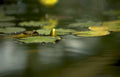 water lily flower Vintage A4 Photo Print