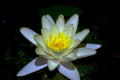 water lily night1980s 1990s A4 Photo Print