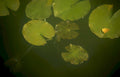 water lily pad Vintage A4 Photo Print