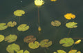 water lily pond 1 Vintage A4 Photo Print