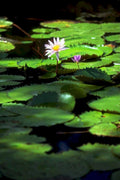 water lily pond 11980s 1990s A4 Photo Print