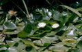 water lily pond 2 GIGA Vintage A4 Photo Print