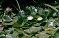 water lily pond 2 Vintage A4 Photo Print