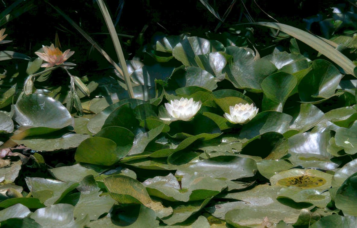 water lily pond 2 Vintage A4 Photo Print