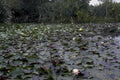 water lily pond 21980s 1990s A4 Photo Print