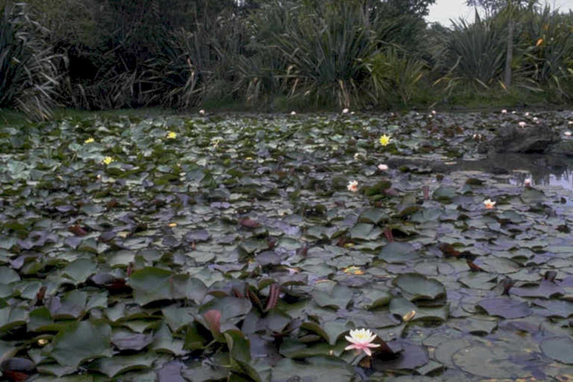 water lily pond 21980s 1990s A4 Photo Print