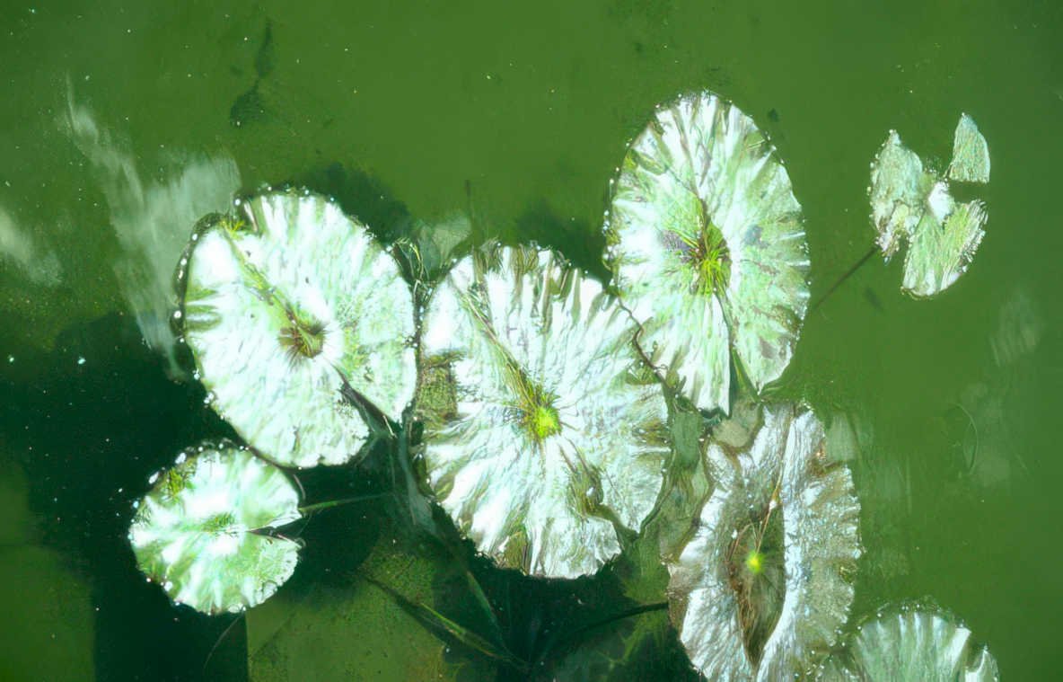 water lily pond 3 GIGA 2
