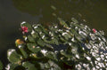 water lily red 1980s 1990s A4 Photo Print