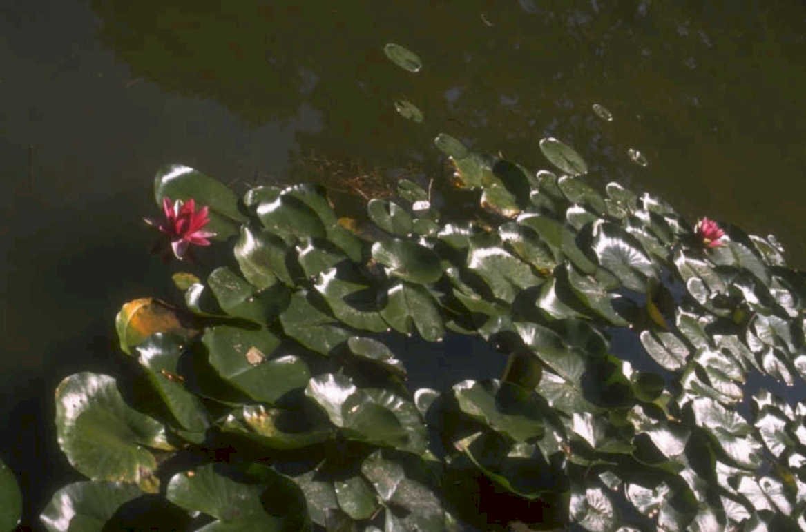 water lily red 1980s 1990s A4 Photo Print