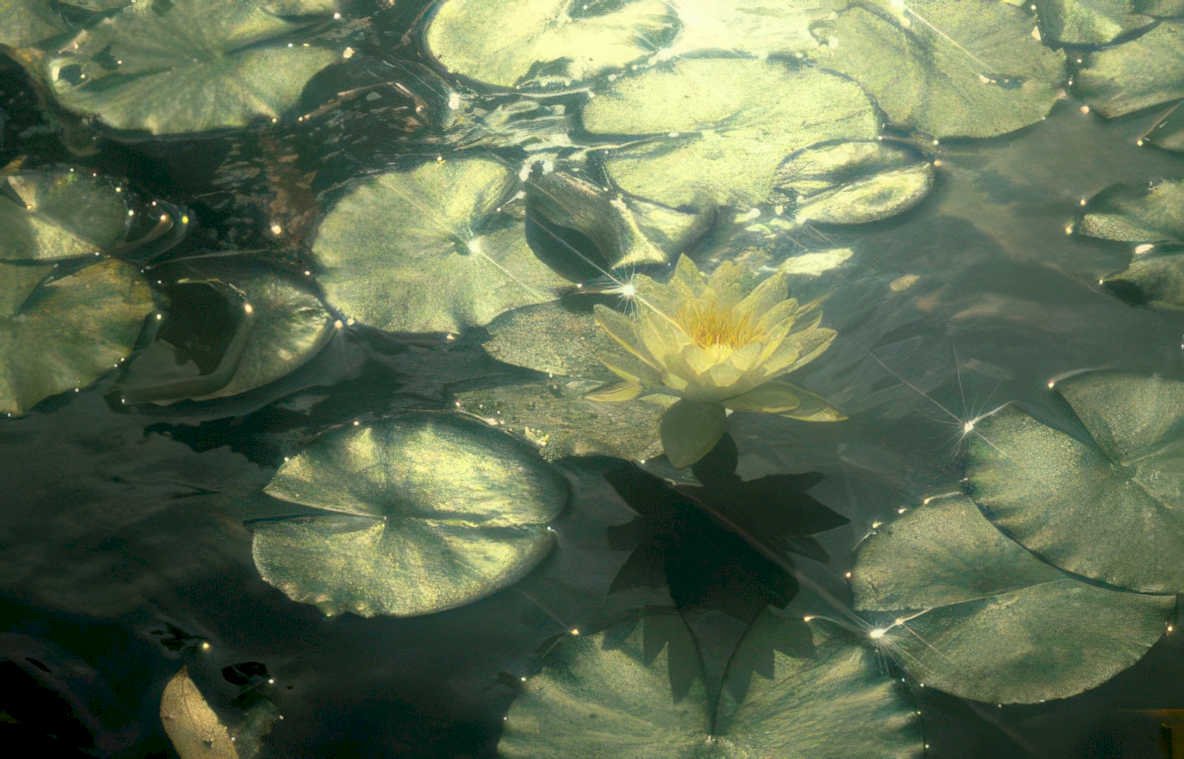 water lily reflection 1 GIGA 2
