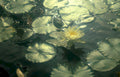 water lily reflection 1 Vintage A4 Photo Print