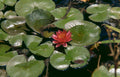 water lily reflection 2 Vintage A4 Photo Print