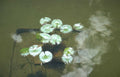 water lily reflection 3 GIGA 2