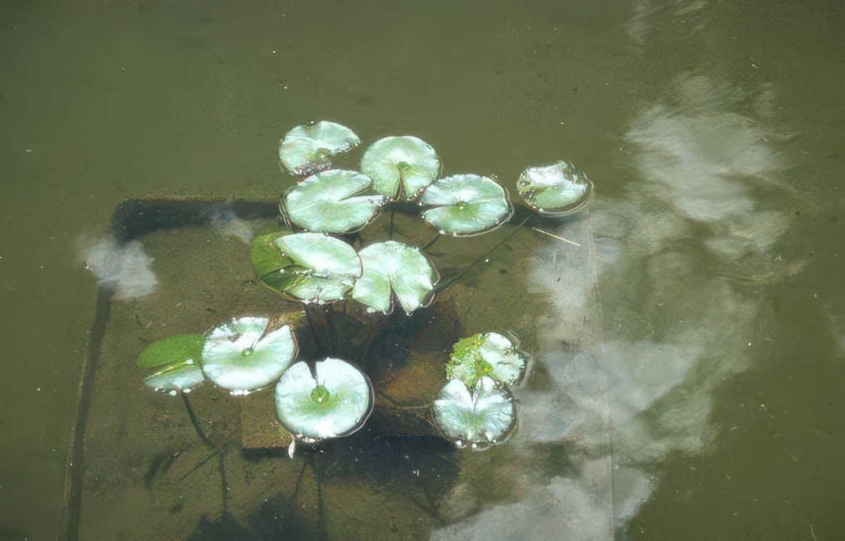 water lily reflection 3 GIGA 2