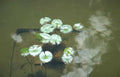 water lily reflection 3 GIGA Vintage A4 Photo Print