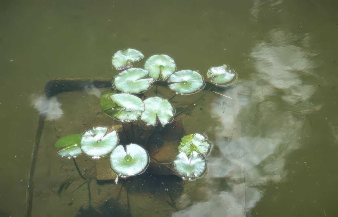 water lily reflection 3 GIGA Vintage A4 Photo Print