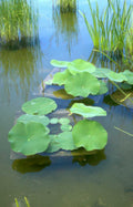 water lily reflection 4 GIGA 2