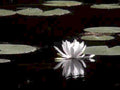 water lily reflection1980s 1990s A4 Photo Print