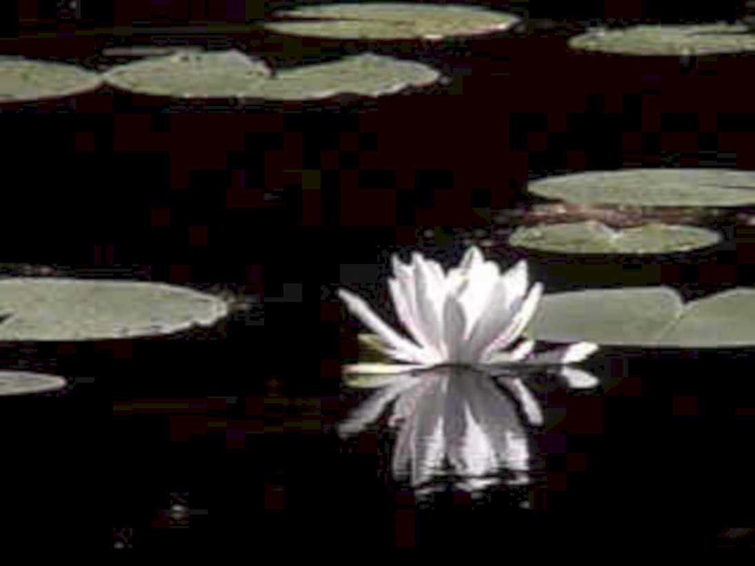water lily reflection1980s 1990s A4 Photo Print