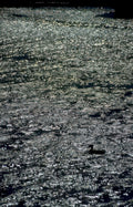 water reflection bird Vintage A4 Photo Print