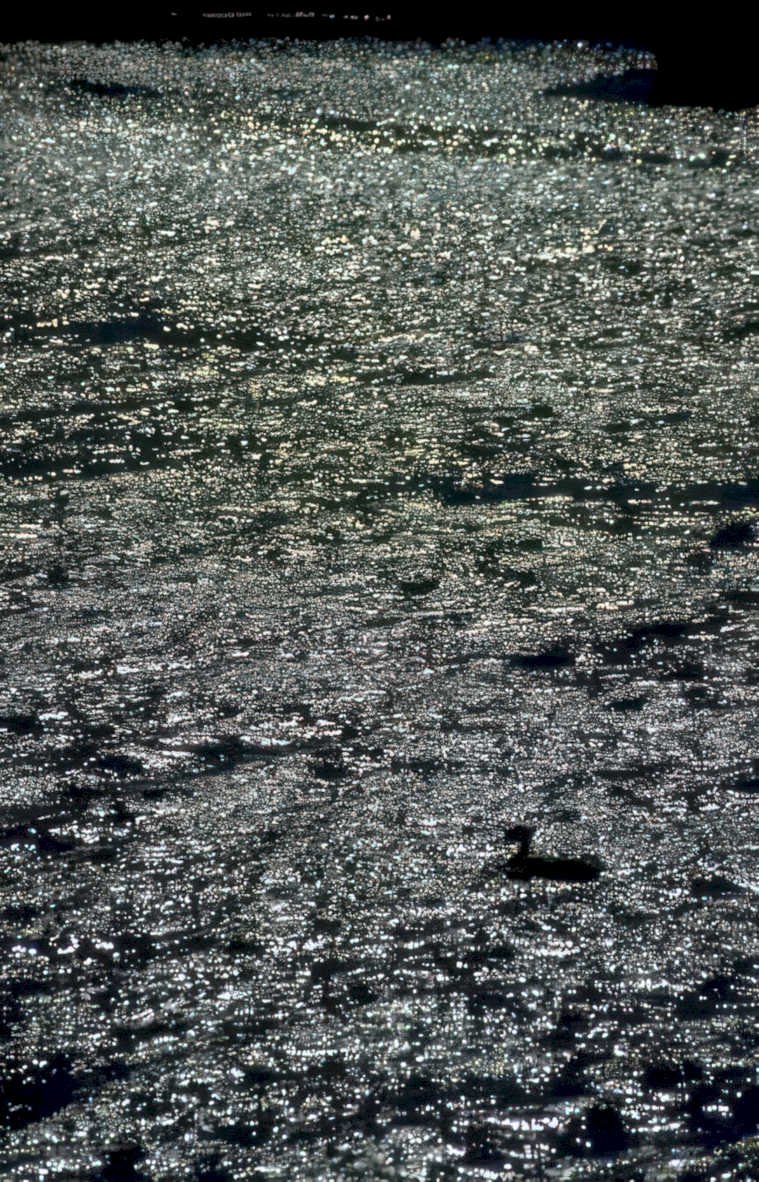 water reflection bird Vintage A4 Photo Print