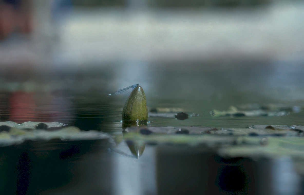 water striders lilypad GIGA 2
