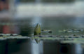 water striders lilypad Vintage A4 Photo Print
