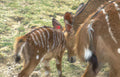 waterbuck calf interaction Vintage A4 Photo Print