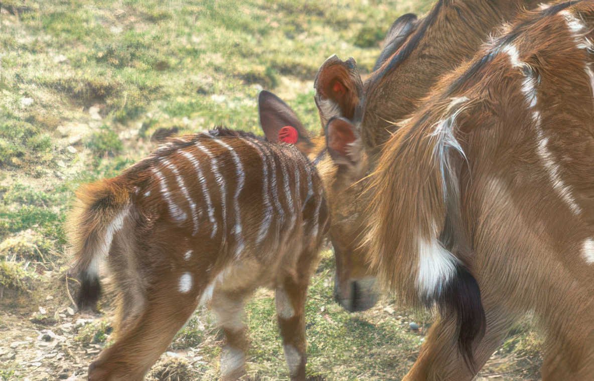 waterbuck calf interaction Vintage A4 Photo Print