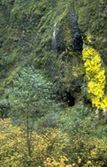 waterfall cliff leaves Vintage A4 Photo Print