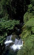 waterfall rainforest rocks 1980s 1990s A4 Photo Print 42