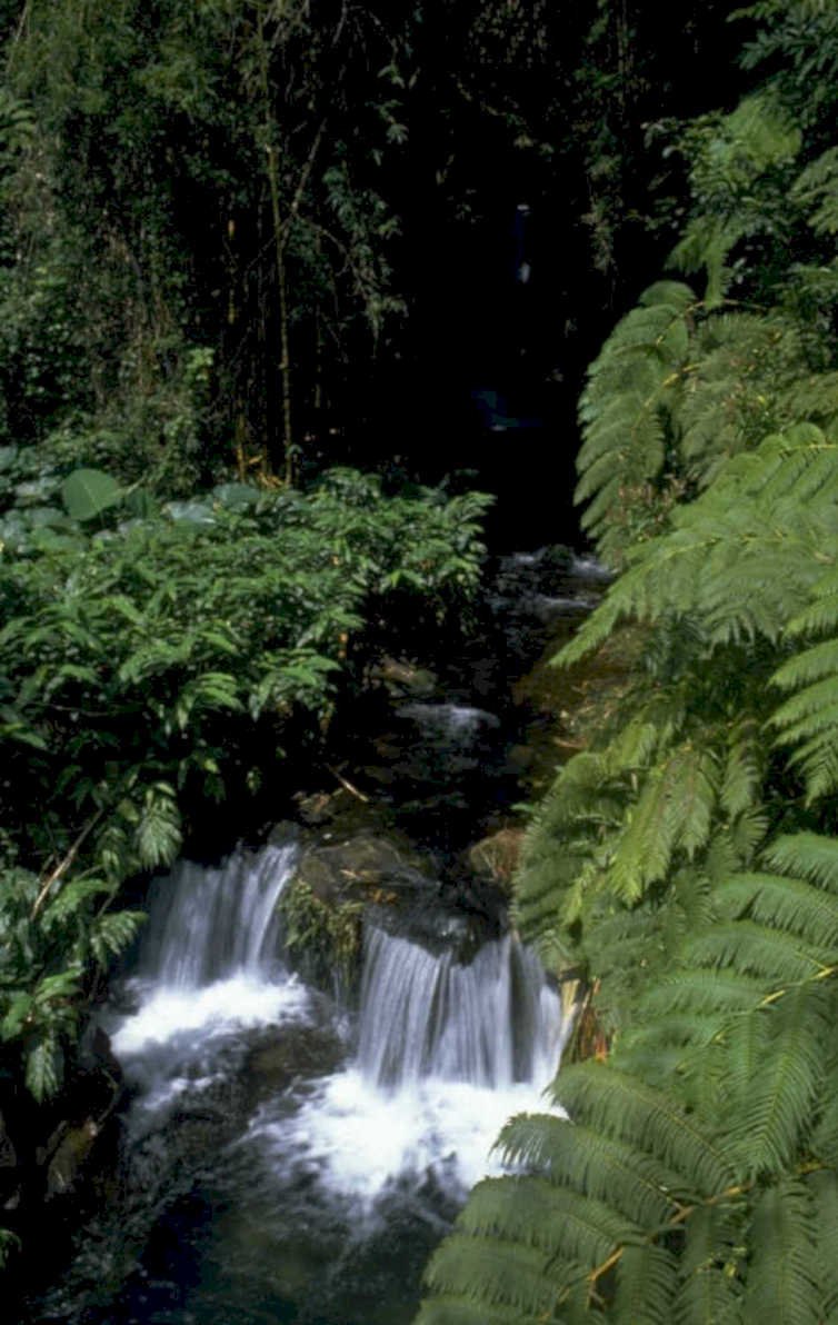 waterfall rainforest rocks 1980s 1990s A4 Photo Print 42