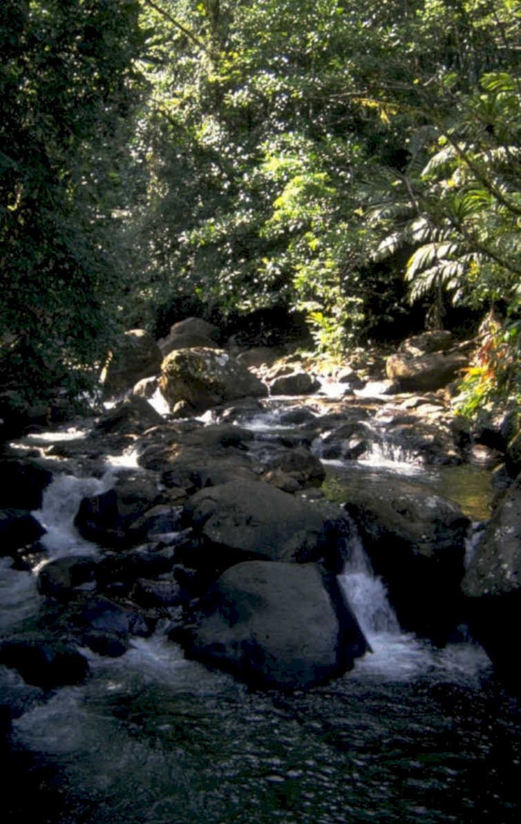 waterfall rainforest rocks 1980s 1990s A4 Photo Print