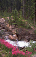 waterfall wildflowers forest 1980s 1990s A4 Photo Print