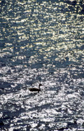 waterfowl reflection sunset Vintage A4 Photo Print