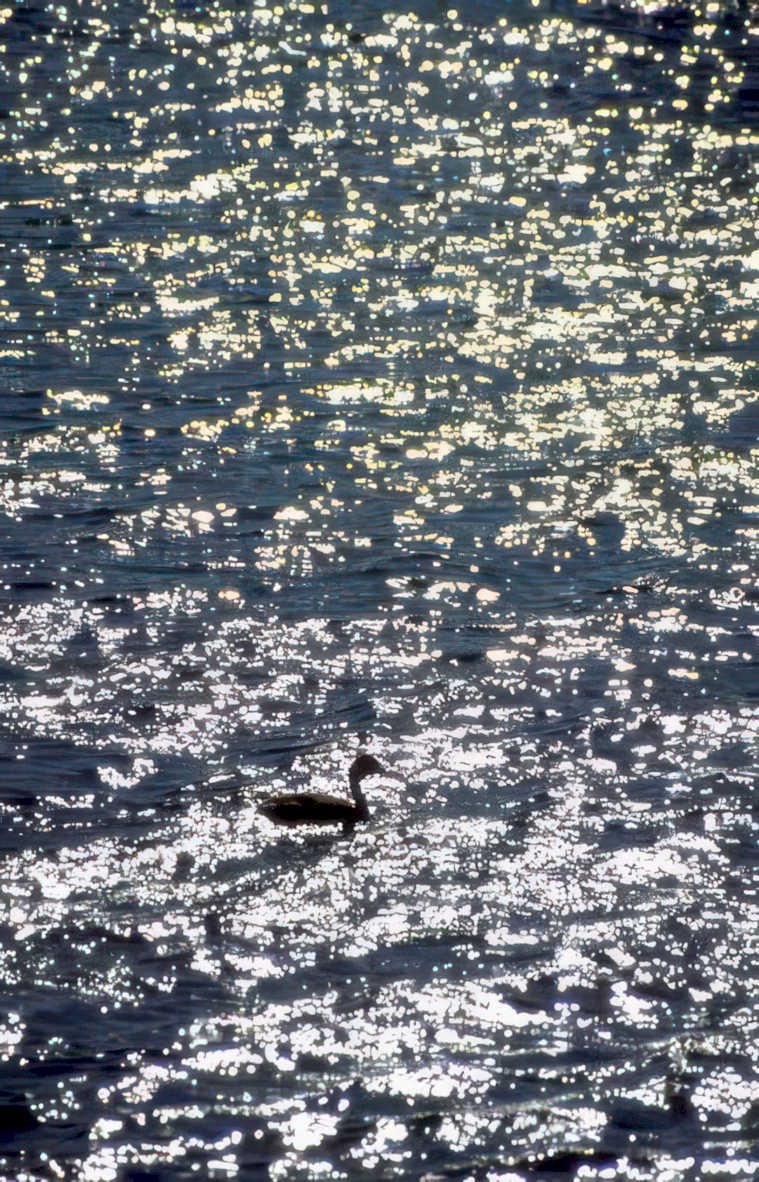 waterfowl reflection sunset Vintage A4 Photo Print