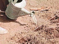 watering trench soil1980s 1990s A4 Photo Print