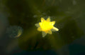 waterlily bloom yellow GIGA 2