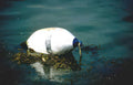 waterlogged buoy seaweed Vintage A4 Photo Print