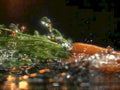 watermelon slices splash1980s 1990s A4 Photo Print