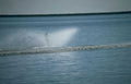 waterski action lake Vintage A4 Photo Print