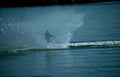 waterski jump blue Vintage A4 Photo Print