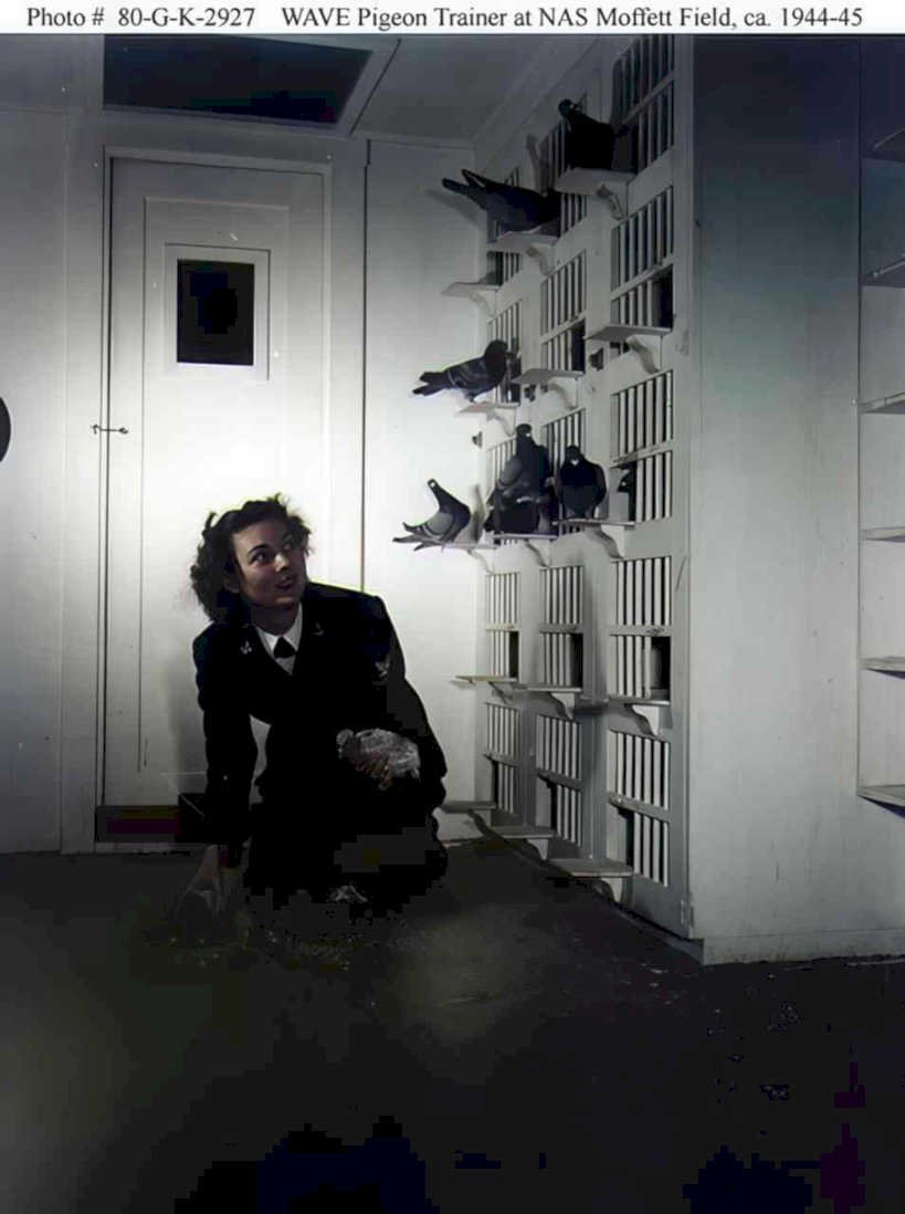 wave pigeon trainer 2 Vintage world war A4 Photo Print