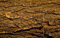 weathered bark texture Vintage A4 Photo Print