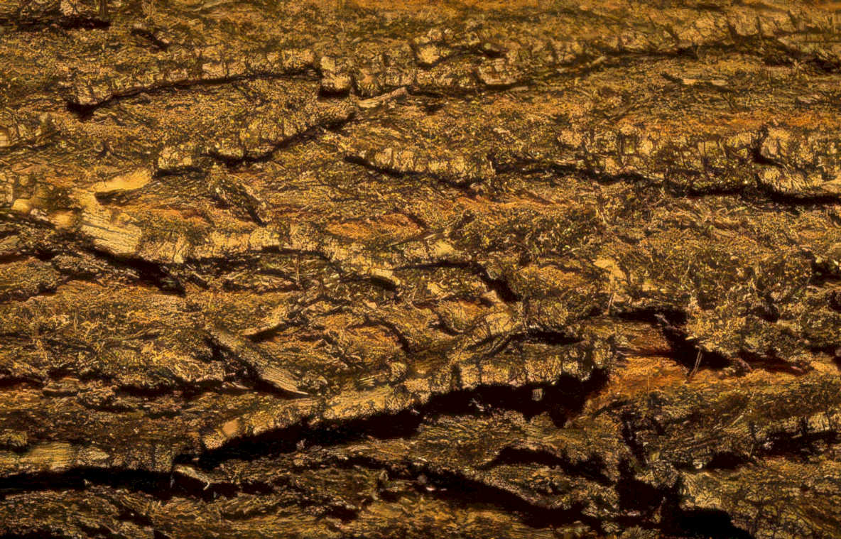 weathered bark texture Vintage A4 Photo Print
