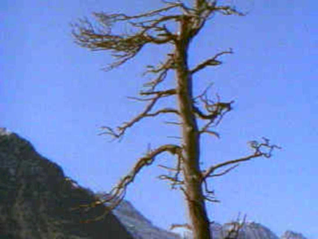 weathered juniper mountain1980s 1990s A4 Photo Print
