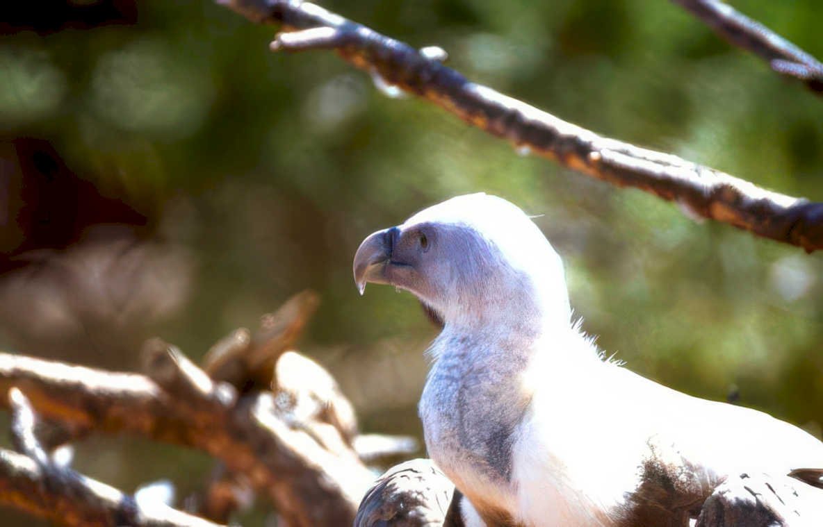 wedge tailed eagle Vintage A4 Photo Print
