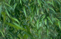 weeping willow leaves Vintage A4 Photo Print