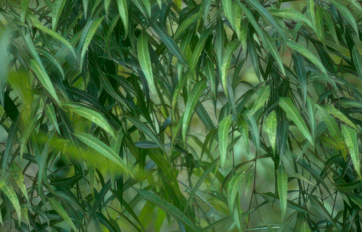 weeping willow leaves Vintage A4 Photo Print