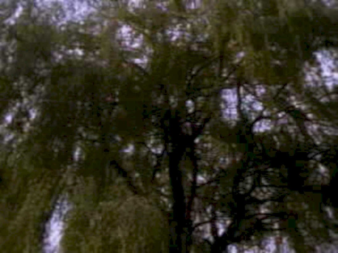 weepingwillow overhead dark1980s 1990s A4 Photo Print